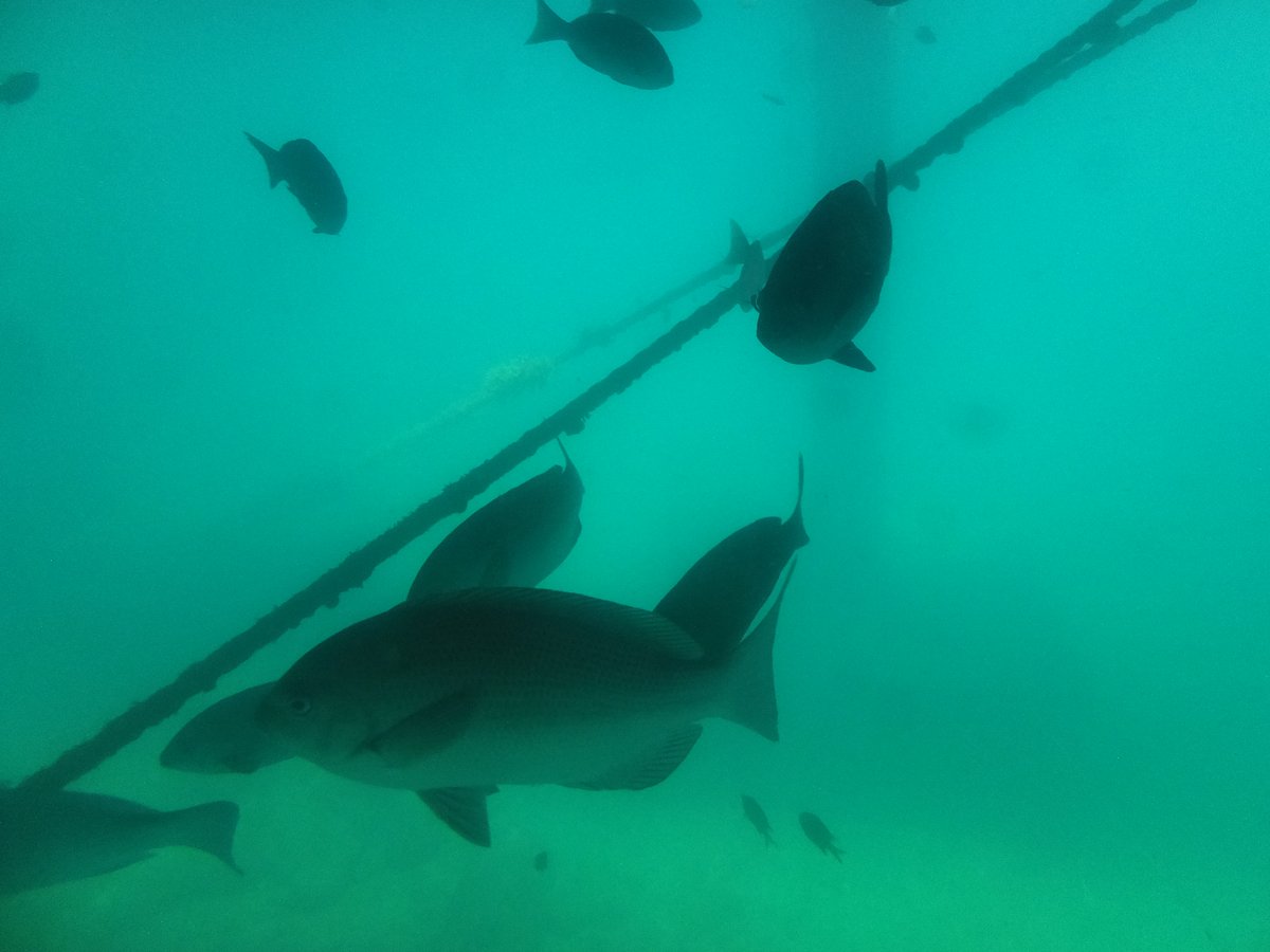 海中の魚たち
