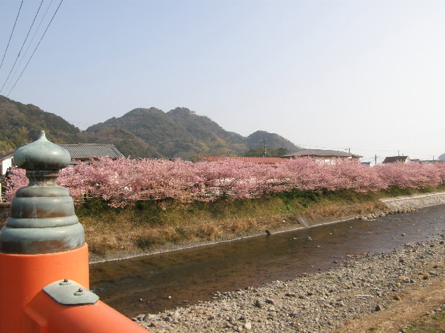 河津桜