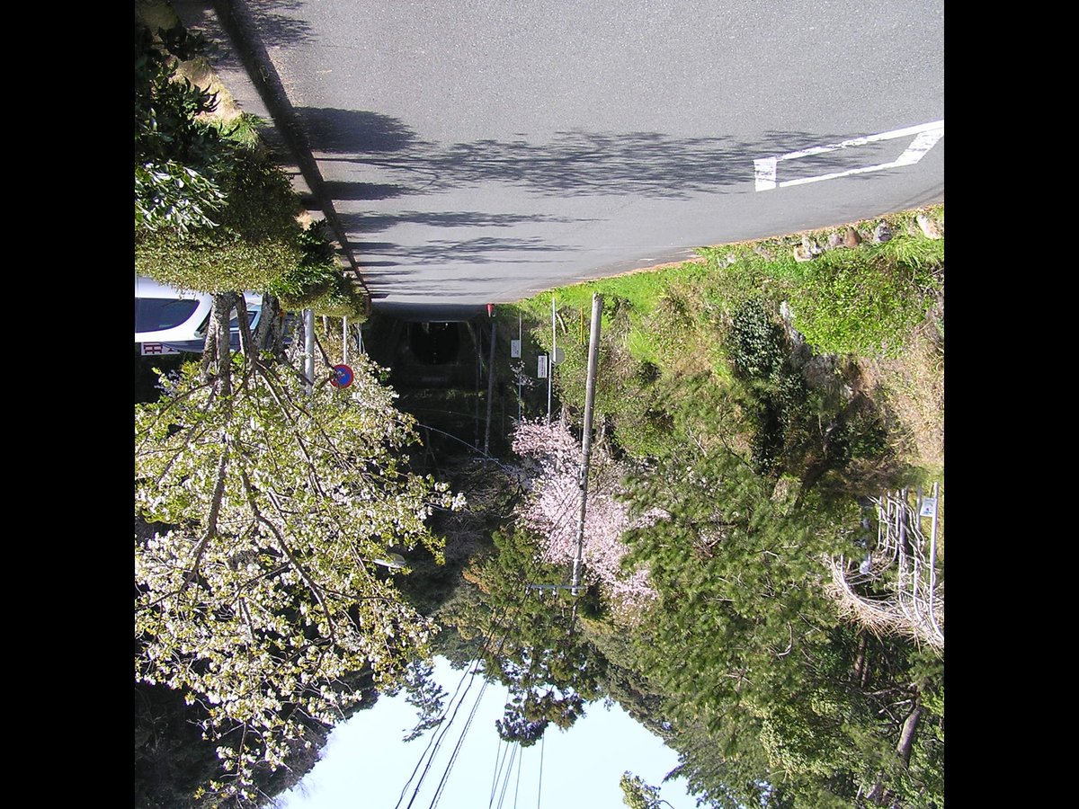 下田公園 桜