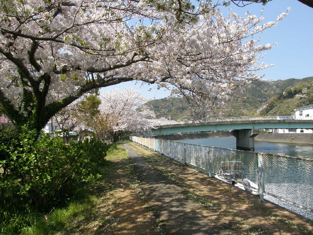 下田の桜