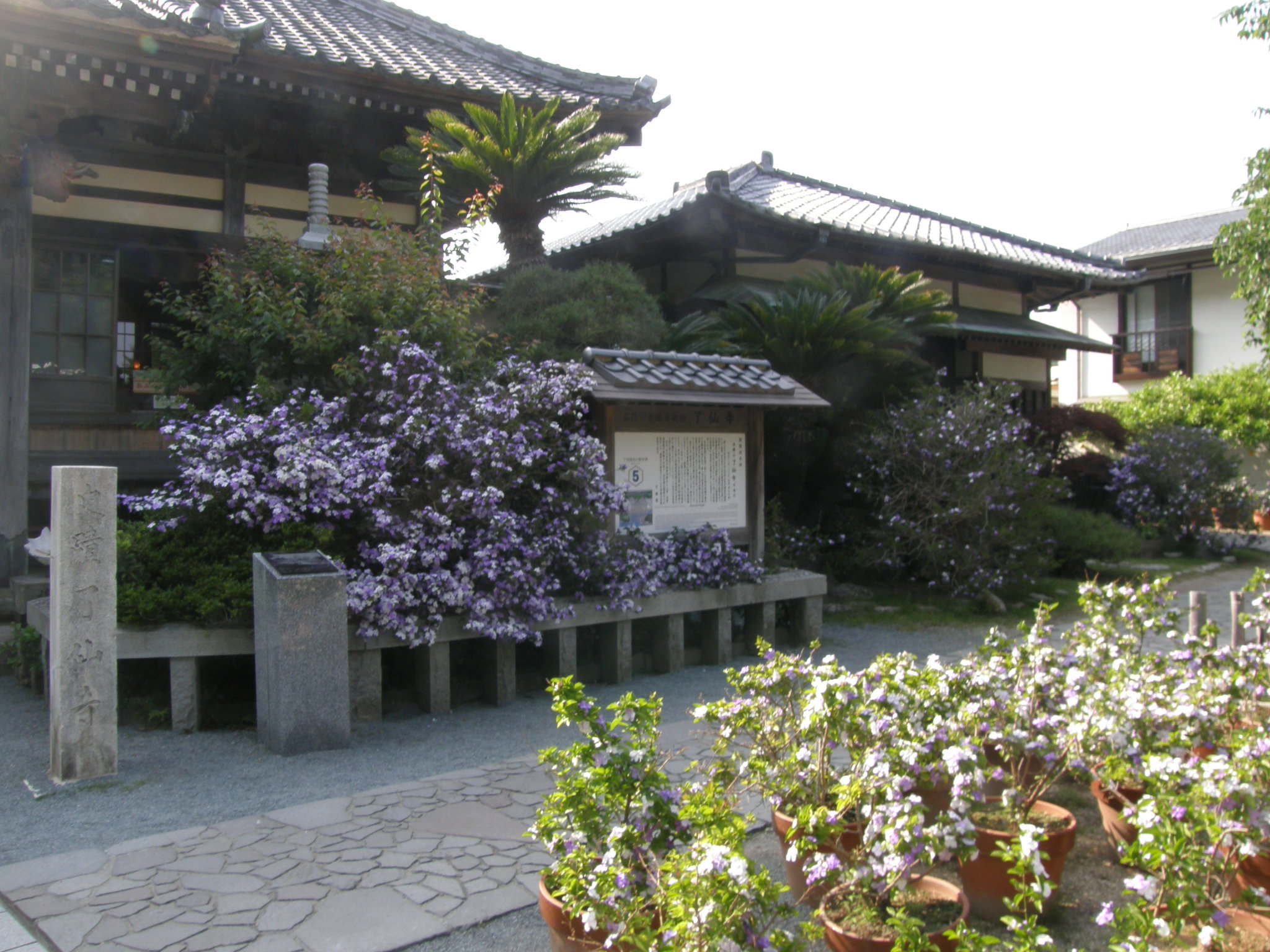 了仙寺本堂と庭園
